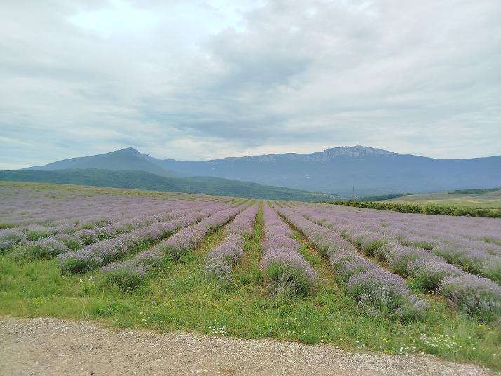Бајковити предели Тамњанице – етарска уља из наших крајева чине најбоље француске парфеме